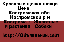 Красивые щенки шпица. › Цена ­ 40 000 - Костромская обл., Костромской р-н, Кострома г. Животные и растения » Собаки   